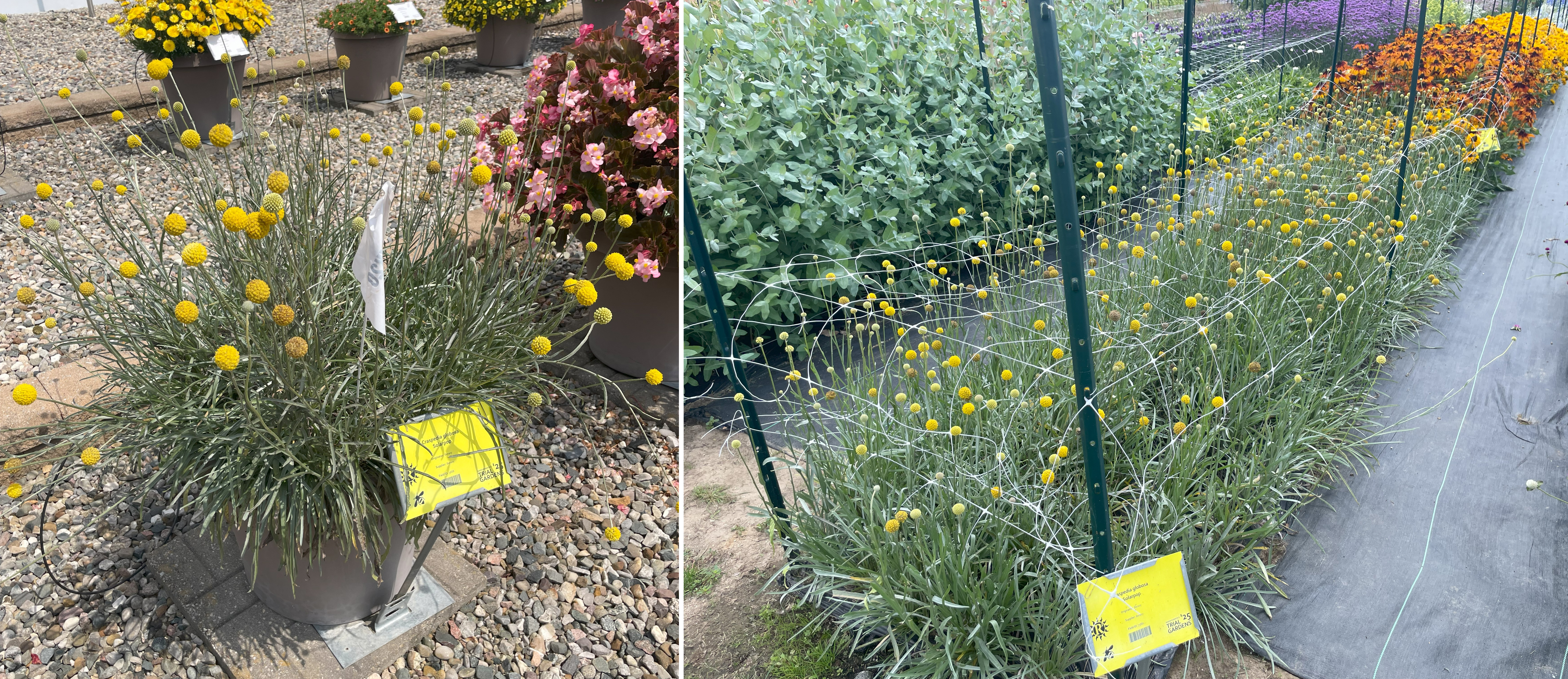 Trial display of billy buttons (Craspedia globosa) with clumps of gray-green foliage and tall stems topped by round yellow flower heads, shown both in a container planting and a field plot with trellis netting for support.